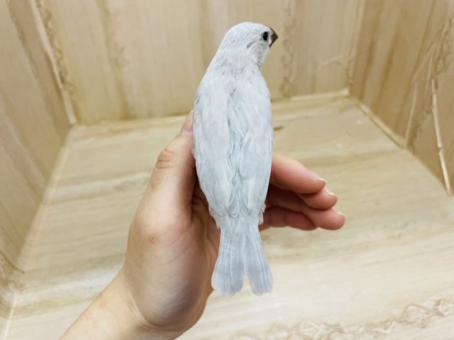 シルバー文鳥