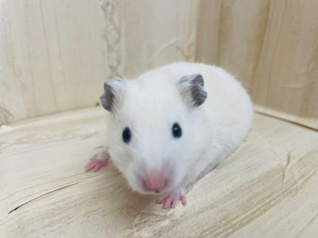 ゴールデンハムスター