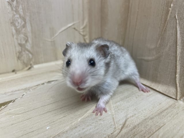 ゴールデンハムスター