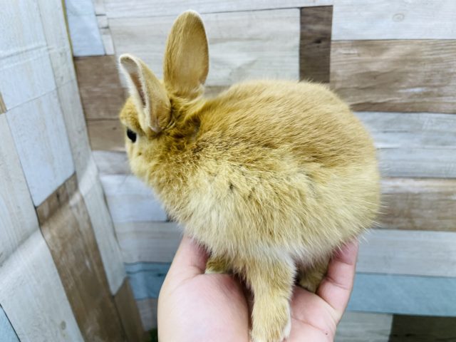 ネザーランドドワーフ