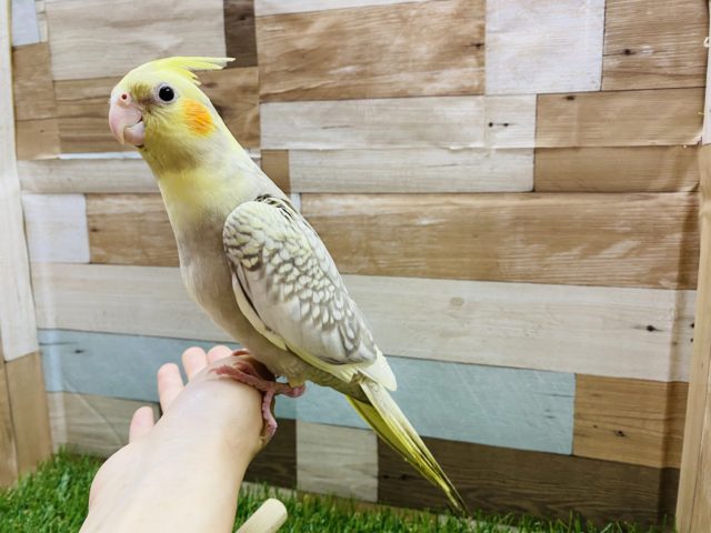 オカメインコ