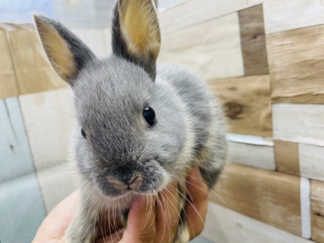 ネザーランドドワーフ