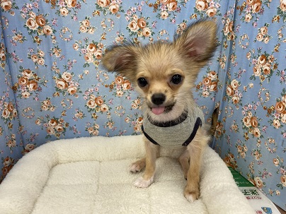 嬉しくてお腹出しちゃう☆ロングコートチワワの男のコ 2022.5/15撮影 チワワ