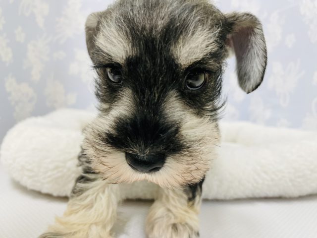 ミニチュアシュナウザー