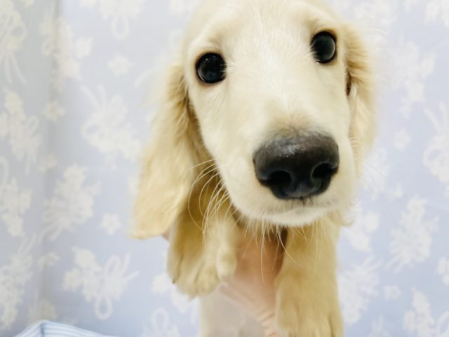 ミニチュアダックス