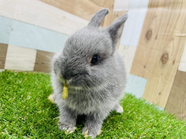 ネザーランドドワーフ