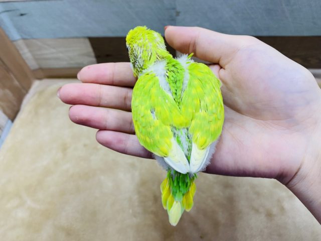 セキセイインコ