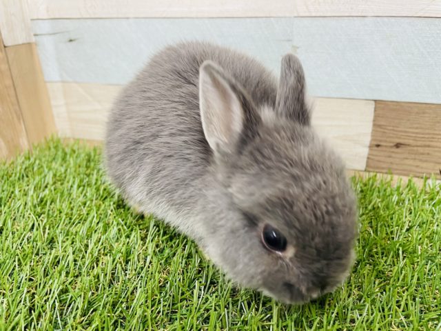 ネザーランドドワーフ