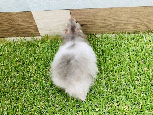 ゴールデンハムスター