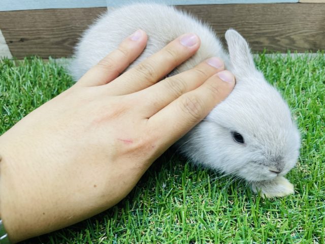 ネザーランドドワーフ