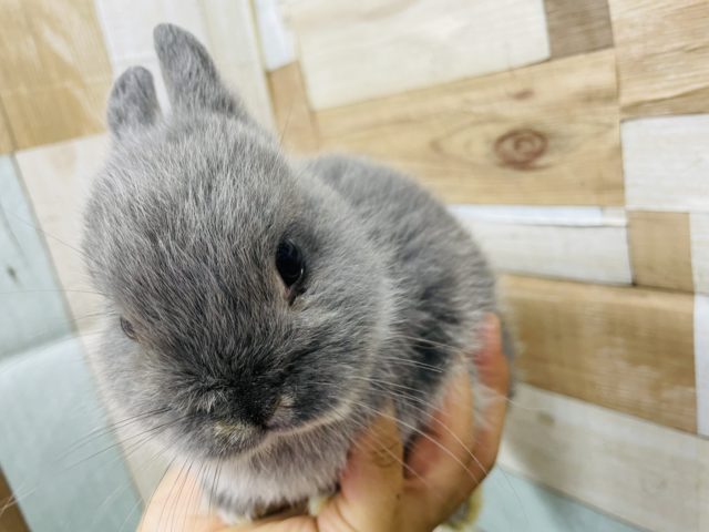 ネザーランドドワーフ