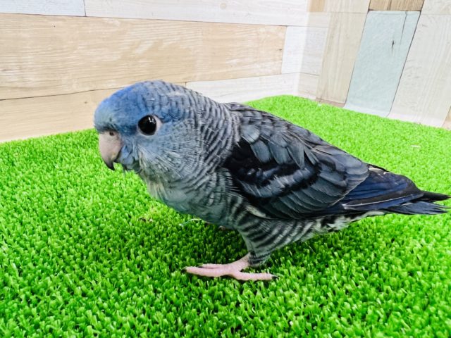 サザナミインコ