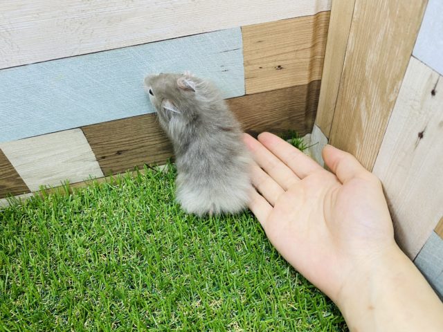 ゴールデンハムスター