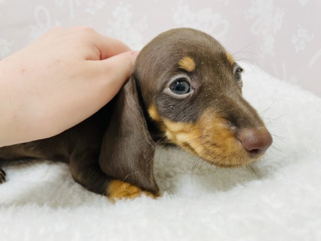 スタンダードダックス