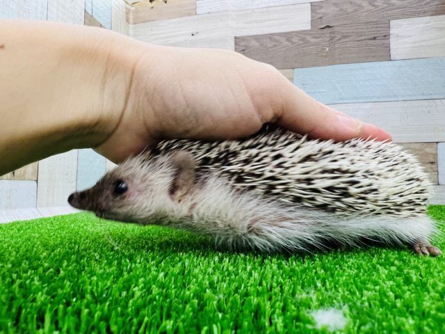 ハリネズミ（ヨツユビハリネズミ）