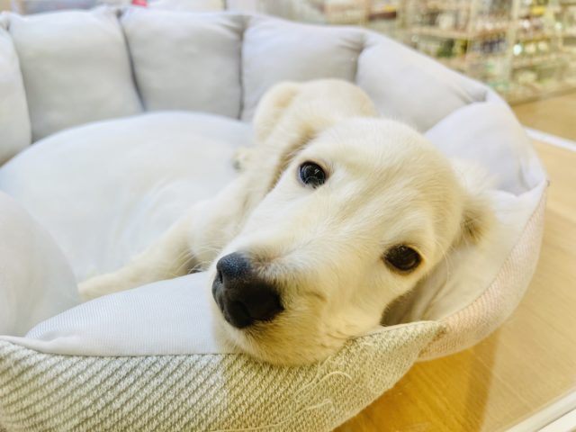 ミニチュアダックス