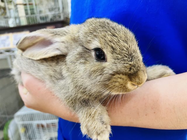 フレミッシュジャイアント