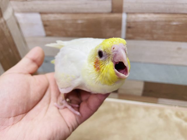 オカメインコ