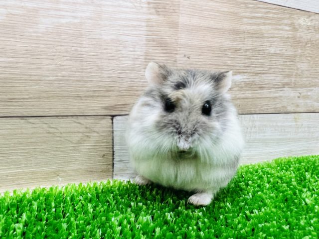 ロボロフスキーハムスター