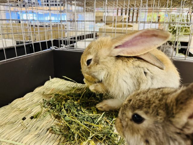 フレミッシュジャイアント