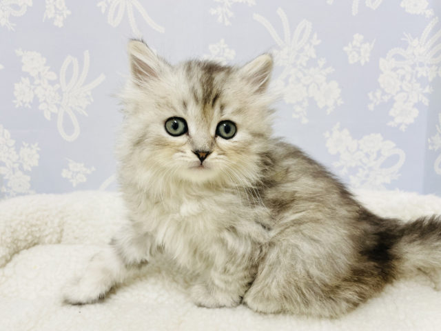 スコティッシュフォールド