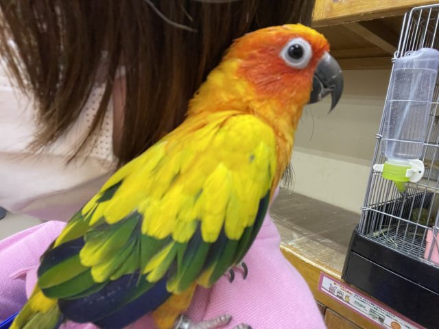 コガネメキシコインコ