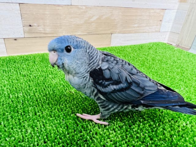 サザナミインコ