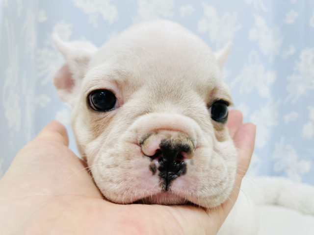 フレンチブルドッグ
