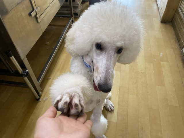 スタンダードプードル