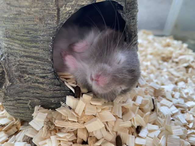 ゴールデンハムスター