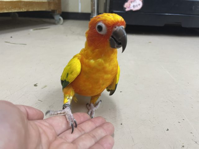 コガネメキシコインコ