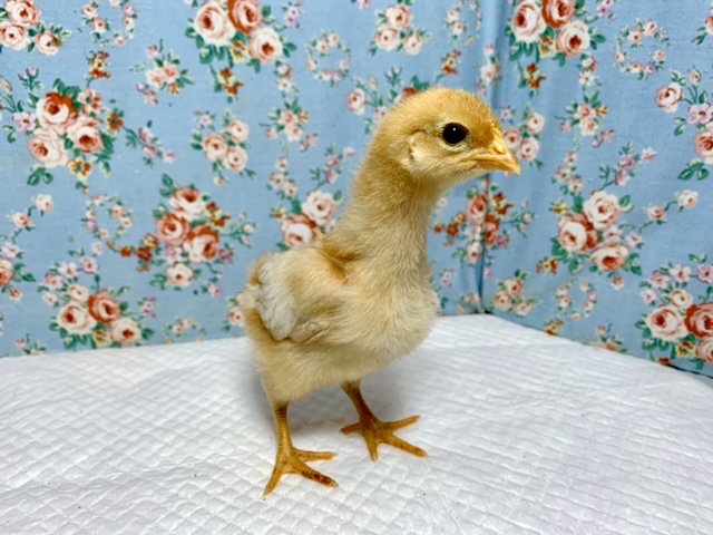 ボリスブラウン