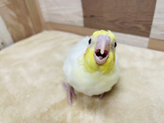 オカメインコ