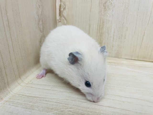 ゴールデンハムスター