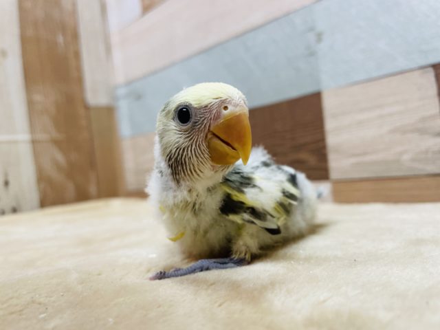 コザクラインコ（小桜インコ）