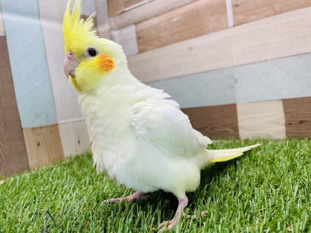 オカメインコ