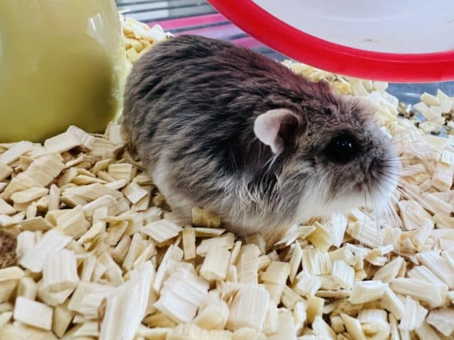 ロボロフスキーハムスター