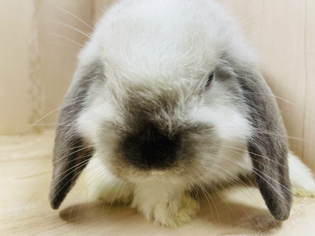 ホーランドロップ