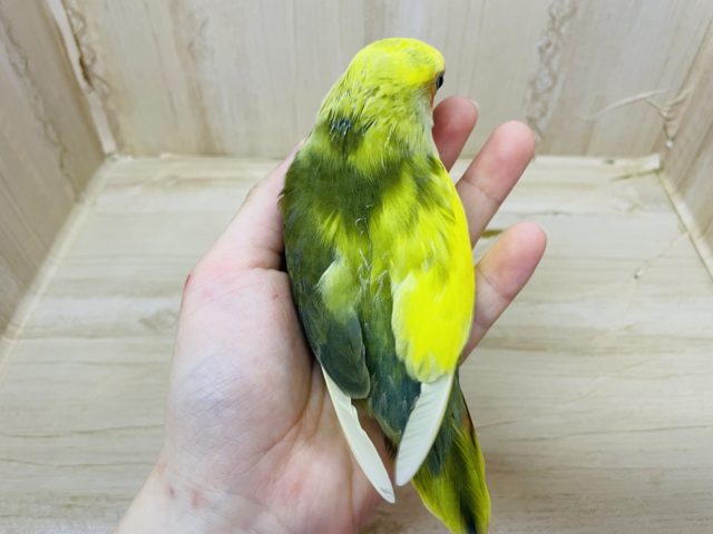 コザクラインコ（小桜インコ）