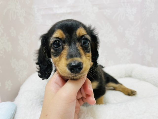 ミニチュアダックス