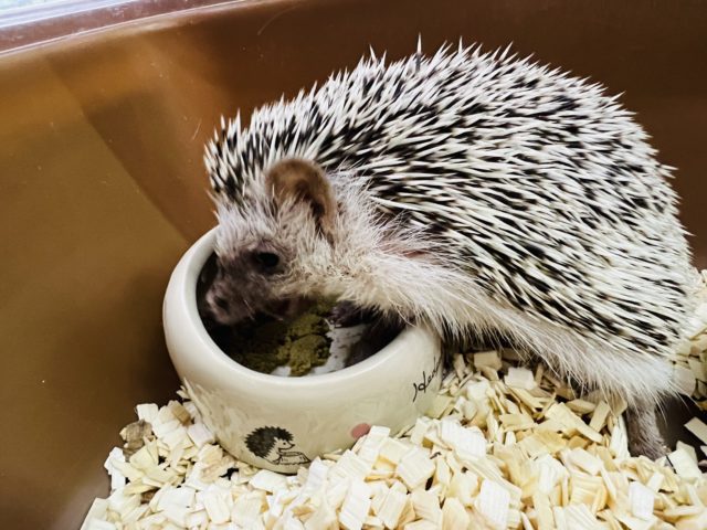 ハリネズミ（ヨツユビハリネズミ）