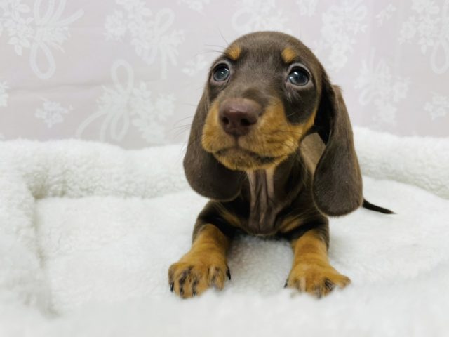 スタンダードダックス