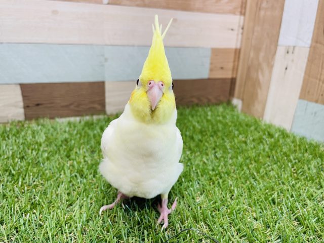 オカメインコ