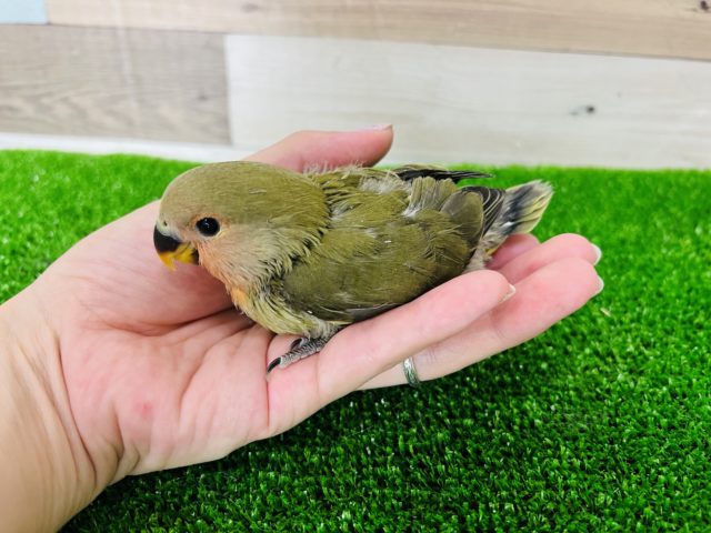 コザクラインコ（小桜インコ）