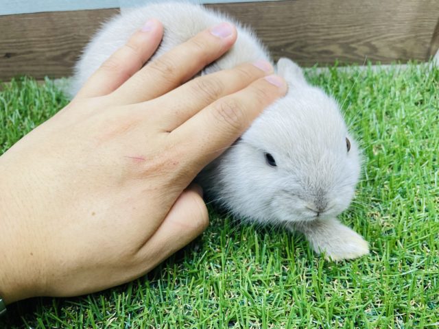 ネザーランドドワーフ