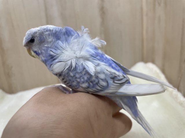 羽衣セキセイインコ