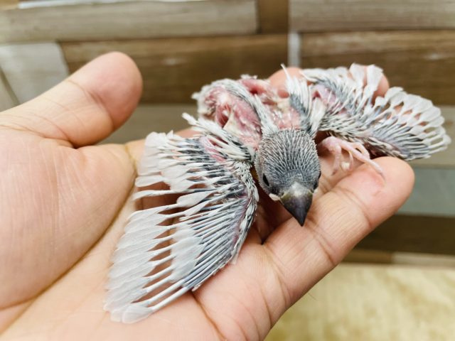シルバー文鳥