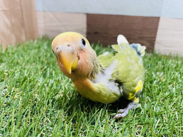 コザクラインコ（小桜インコ）