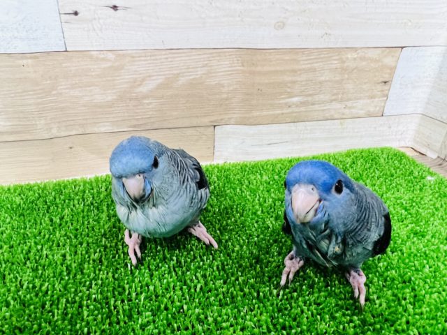 サザナミインコ