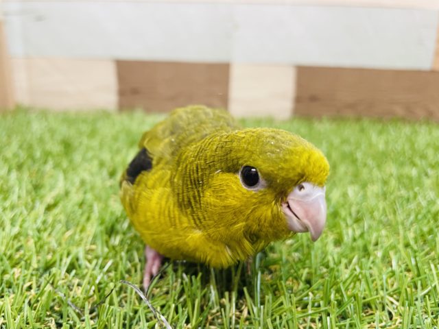 サザナミインコ